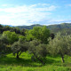 Auf dem Gioiadivita – Grundstück wachsen 210 Olivenbäume, die zum Teil schon über 300 Jahre alt sind.