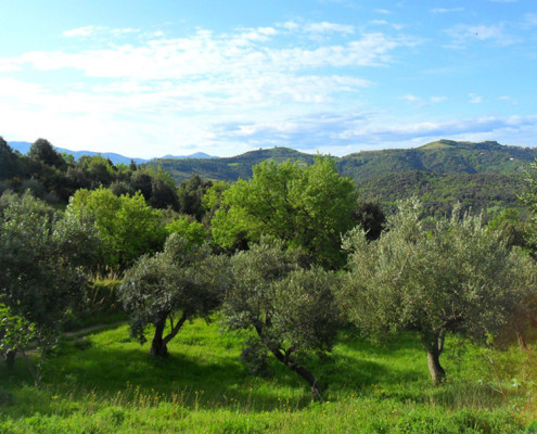 Auf dem Gioiadivita – Grundstück wachsen 210 Olivenbäume, die zum Teil schon über 300 Jahre alt sind.